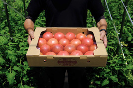 山の恵みがつくる大玉トマトLサイズ20玉セット(4kg前後)