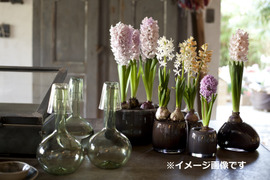 香り豊かなヒヤシンス白１球桃１球 透明クリアカップ入（小石付）【期間限定】