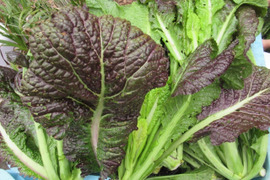 【有馬温泉の麓産】赤大葉高菜 1kg🥬 からし菜 栽培期間中農薬不使用 お漬物にも◎