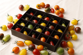 【食べ比べギフト】２０色のカラフルミニトマト：化粧箱入り（18㎝×22㎝）：熊本県産：ギフトメッセージ対応：熨斗対応