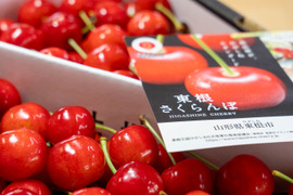 厳選🍒山形県産『東根さくらんぼ・佐藤錦』（GI秀品・Lサイズ・約1kgバラ詰め）
