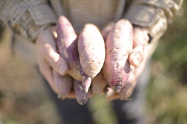 自然栽培 【熟成紅はるか】ねっとり甘い (農薬・肥料・堆肥不使用サツマイモ) 2kg