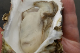 【寿牡蠣】北海道のキレイな海で育った牡蠣2㎏【殻付き、生食可、ナイフ付】