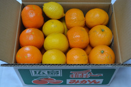 【食べ比べ】伊予柑とハッサク 5kg 有機肥料100%！化学合成農薬半分！