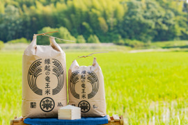 令和7年産新米【無洗米10kg】「コシヒカリ」特別栽培米！1750年から続くお米農家が作った『縁起の竜王米』　滋賀県竜王町産 お米