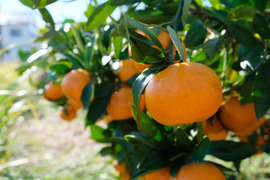 リピーター続出の人気商品！『三ヶ日早生みかん』ご家庭用10kg