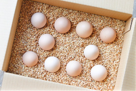 【天然記念物】原種比内鶏の有精卵６個 数量限定お試しセット