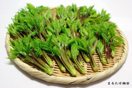 【池内様専用商品】コシアブラ900g　妙高市山天然山菜