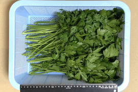【最短即日出荷】イタリアンパセリ 1kg