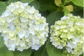 【生花（3本〜5本）】アジサイ・花束・プレゼント可能！もふもふのアジサイ（紫陽花）！淡いブルーやグリーンが混ざった繊細な色合いがとても魅力的！