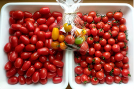 【イチオシBOX】★ミニトマト食べ比べ★化学農薬不使用ミニトマト、甘っこ1.1kg+ロッソナポリタン1.1kg 合計2.2kg+おまけ200g 北海道産