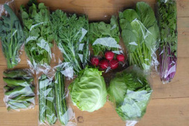 パワフル！季節の野菜《M》セット