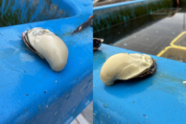【生食可能】兵庫県相生産Mサイズ20個(Mサイズ：60～80ｇ)　夏に食べる真牡蠣