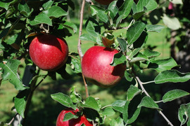 【先行予約】葉とらず紅玉9ｋｇ　青森県産りんご