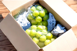 朝採れ直送シャインマスカット（600g×2房入り）【朝市限定】