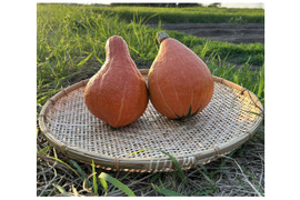 ねっとり甘味！【固定種 打木赤皮甘栗南瓜】合計約3kg(2玉入)