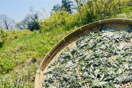【お試しメール便】乾燥よもぎ・北海道産 30g ※格安送料¥360