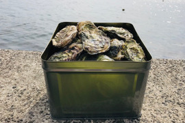 奥能登石川県穴水産　真牡蠣　＜半缶約40個～約45個前後＞　里海の恵みで育った、旨味が詰まった美味しい真牡蠣（加熱用）