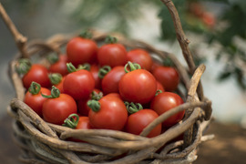 【たいせつなトマト】ミディトマト2kg
