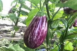 食べてみましょう！南フランス原産クリーミーな果肉のアレキサンドラナス２ｋ