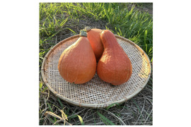 ねっとり甘味！【固定種 打木赤皮甘栗南瓜】大きめ 合計6kg~(3玉入)