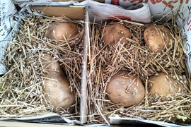 【自然栽培】旬の新じゃがいも　４Kg