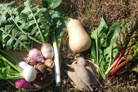 季節の野菜セット７～８品（Ｍサイズ・3～4kg前後）旬の野菜をお届けします