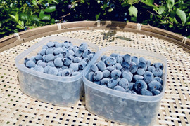 【道産自然栽培】冷凍ブルーベリー2種食べ比べセット•250g×2  ※まとめ買い対応
