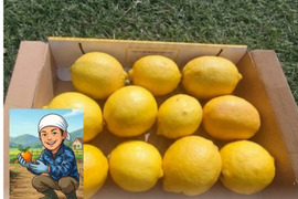 大好評【4/中旬収穫】皮ごと使える❣国産ユーレカレモン1kg(箱込）