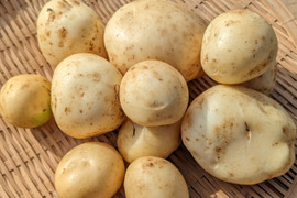 《今夏は販売予定ありません》２KG  品種デジマ 五島列島産 自然農業での栽培