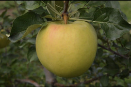 【先行予約】トキ 贈答品✨黄色くてときめく甘さのりんご4~4.5kg（11~14玉）