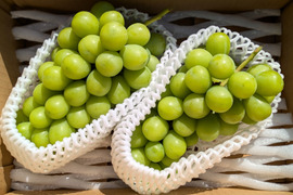 シャインマスカット 家庭用の通販｜食べチョク｜産地直送(産直)お