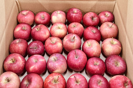 ★すぐに出荷★【加工用バラ詰め】極小玉のほのか（早生ふじ） ジュース、スイーツ、コンポート、すりおろし林檎　加工用・業務用🍎約4.5Kg　青森県産