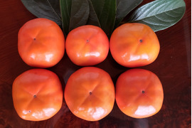 幻の柿「陽豊」（秀品6.5kg）