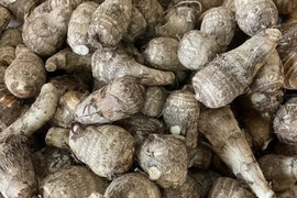 【お得用里芋/予約販売特典あり】土垂　5kg（サイズ無選別）