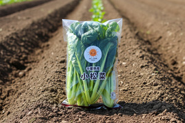 【有機JAS】えぐみが少なく希少！ ちぢみ小松菜 4袋（約1kg）