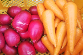生もおすすめ！皮ごと食べれる人参 ３㎏／芯まで赤い紅くるり大根３㎏