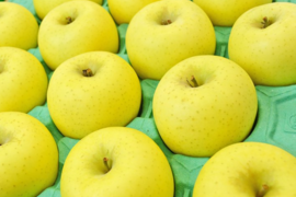 シナノゴールド３キロ