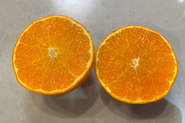 熊本新品種！くまもとEC12　B品🍊約4.5kg🍊2023年デビュー🍊デコポン発祥の地・不知火町より🍊一回食べてみてん！