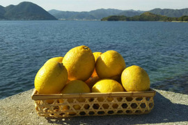 樹上熟成の爽やかな酸味！ 広島県佐木島のレモン約5kg【農薬・化学肥料・除草剤・ワックス・防腐剤すべて不使用】