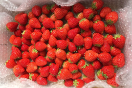 よつぼし☆小粒4kg