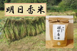あいちのかおりの通販｜お米｜食べチョク｜産地直送(産直)お