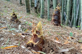 【訳あり】
生たけのこ、朝掘りタケノコ ! 柔らかくて、エグ味が少ないです。50年以上農薬・化学肥料を施していません。栽培管理としては、間伐して、タケノコを掘るだけです。予約受付中