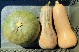食べ比べ!かぼちゃセット!(3.5kg、小・中型、5~6個入り)農薬・化学肥料不使用