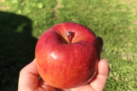 売り切れ御免！超蜜入りりんご 「こうとく」（2㎏）