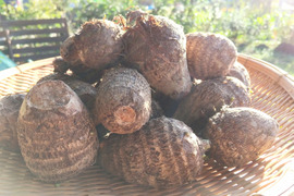 鹿児島よりお届け。採れたて！【訳あり里芋】2ｋｇ