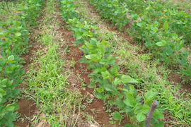 大豆１キロ　化学肥料も、動物由来の肥料も、農薬も、除草剤も不使用でも、美味しい大豆を育てたいと研究中です。厳しい暑さの中でも、収穫量はわずかですが、土の中の微生物の力を借りて育ちました。