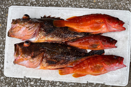 明日朝まで限定！捕れたて！カサゴ・アカハタ約3kgオーバー 長崎県対馬市(内臓・鱗処理済)