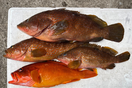 明日朝まで限定！捕れたて！アコウ・アカハタ約3kgオーバー 長崎県対馬市(内臓・鱗処理済)