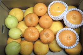 【柑橘食べ比べ】和歌山産★旬の柑橘3〜5種詰合せセット5キロ